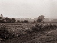 Blühstreifen im Herbst  Pentax MZ-S, SMC FA  1.9/43 Limited, Adox CHS 100II  - 15.10.2022 -