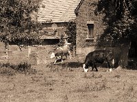 Idylle mit Schüssel  Pentax Super A, 2.5/135 Takumar Bayonet, APX 100/80