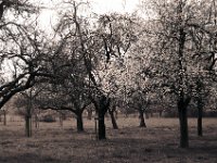 Streuobstwiese  Pentax 6x7, SMC 4.0/200, Fuji Neopan 400/400 - 14.04.2004 -