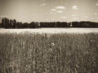 Felder und Sonnenblumen  Pentax 645N, 2.8/75, Gelbfilter, Fuji Acros @50