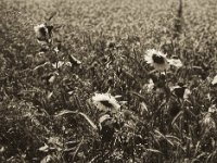 Sonnenblumen im Gerstenfeld  Pentax 645N, 2.8/75, Gelbfilter, Fuji Acros @50