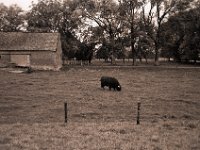 Highlander  Fuji GW 690 III, Bergger Pancro400@800 : Landschaft, Stall, Highlander, Bulle, Weide, Landwirtschaft