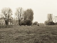 Herbstweide mit Bunten  Pentax 67II, SMC 2.4/105, Bergger Pancro400@640