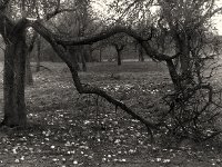 Streuobstwiese  Pentax 6x7, 2.4/105, APX 400