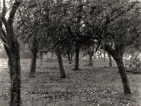 Streuobstwiese im Herbst  Pentax 6x7, 2.4/105, APX 400