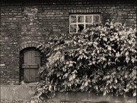 Bauernfenster und Blauregen  Pentax 67 - 2.4/105; Fuji Neopan 400 pro - 29.11.2002 -