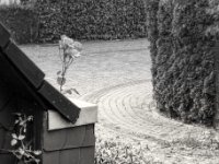 Rose in der Dachrinne  PENTAX K-3 Mark III Monochrome, HD PENTAX - D FA* 1.4/50 SDM AW  - 29.08.2024 -