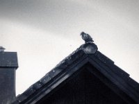 Der falsche Rabe auf dem Dach  PENTAX K-3 Mark III Monochrome, HD PENTAX - DA* 2.8/ 11-18 ED DC AW  - 13.09.2024 -
