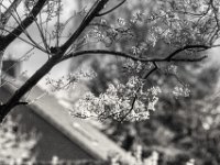 Die Felsenbirne vor meinem Fenster  PENTAX K-3 Mark III Monochrome, D FA* 2.8/70-200 ED DC AW  - 29.03.2025 -