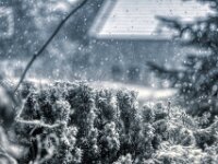 Eibe im Schnee  PENTAX K-3 Mark III Monochrome, SMC PENTAX-FA 1.8/77 AL Limited   - 03.01.2026 -