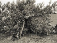 Der alte Birnbaum  Pentax LX, SMC 2.8/24; Bergger Pancro 400 : Baum, Birnbaum, Marktplatz, Dorf, homepage