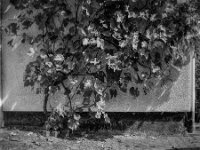 Weinstock  Asahi Pentax 6x7. Super-Multi-Coated TAKUMAR/6x7  4.5/75, KODAK Tri-X 400  - 28.08.2025 -