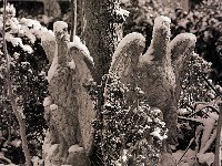 Steinadler im Schnee  Pentax 645N, 2.8/150, 400TX/250