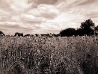 Sonnenblumenfeld  Pentax 645N, 2.8/45, Gelbfilter, Ilford FP4plus@250 - 07.08.2016 -