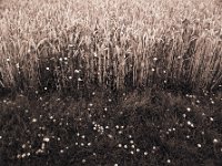 Windenblüten am Kornfeld  Pentax 645N, 2.8/45, Adox CHS100@80