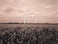 Windräder in den Feldern  Pentax 67II, SMC Takumar 4.5/75, Adox CHS100@80