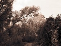Der Weg vom Fahrrad aus gesehen  Pentax 67II, SMC Takumar 4.5/75, Adox CHS100@80