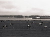 Rheinweideland  Pentax K2, SMC 2.0/35, Adox Silvermax 100@64 - 13.08.2017 -