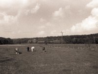 Pferdeweide  Pentax MZ-S, Soligor C/D wide auto 2.8/20 MC, Bergger Pancro 400