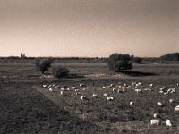 Am Horizont die Türme  Pentax LX, SMC 2.8/40, Gelbfilter, Bergger Pancro 400@640