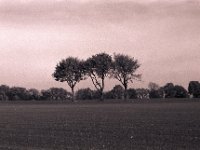 Dreiklang auf dem Hügel  Pentax MZ-S, SMC FA  1.8/77 Limited, Bergger Pancro 400@320 - 22.11.2017 -