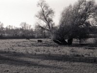 Weide und Weiden  Pentax MZ-S, SMC FA  1.8/77 Limited, Bergger Pancro 400@320 - 22.11.2017 -