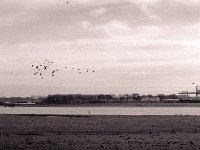Wildgänse  Contax Aria, Planar 1.4/50, Bergger Pancro 400@200