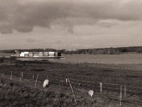 Schafe und Schiffe  Contax Aria, Planar 1.4/50, Bergger Pancro 400@200