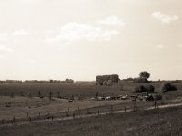 Weiden hinterm Rheindeich  Pentax 67II, SMC Takumar 4.5/75, Bergger Pancro 400@200