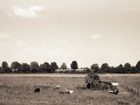 Holunderstrauch und Kühe  Pentax 67II, SMC Takumar 4.5/75, Bergger Pancro 400@200