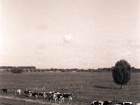 Fütterungszeit I  Seagull 4A103 HAIOU 3.5/75, Bergger Pancro 400