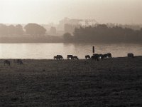 Morgenlicht am Rhein  Pentax 67II, SMC 4.0/200, Bergger Pancro 400
