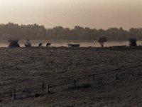Morgenstimmung  Pentax 67II, SMC 4.0/200, Bergger Pancro 400