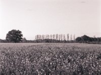 Rapsfeld  Pentax 67II, SMC 2.4/105, Bergger Pancro 400@320