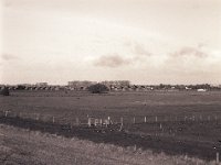 Wildgänse und Rheinwiesen  Pentax 67II, SMC 2.4/105, Bergger Pancro 400@320
