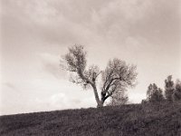 Baum hinterm Deich  Pentax 67II, SMC 2.4/105, Bergger Pancro 400@320