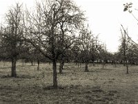 Streuobstwiese mit Wildgänsen  Pentax 645N, 2.8/75, Gelbfilter,Bergger  Pancro 400@800