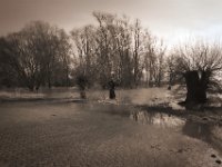 Der Rhein in den Weiden  Pentax K-1, HD Pentax D-FA 2.8/24-70 SDM WR  - 15.02.2020 -