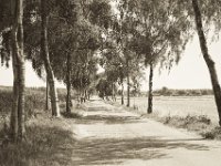 Birkenallee  Pentax K-1, smc PENTAX-FA 43mm F1.9 Limited  -27.07.2019 - : Allee, Bäume, Birke, Felder, Landschaft, Niederrhein, Straße