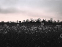 Raps am Morgen  Pentax K2, SMC PENTAX-FA 1.9/43 Limited, ADOX CHS 100 II  -11.04.2025 -