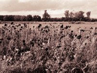 Verblühte Sonnenblumen  Yashica FR I, Zeiss Planar 1.4/50, ADOX CHS 100II  - 28.10.2023 -