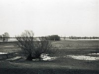 Rheinwiesen mit Wildgänsen  Fuji GW 690 III, Bergger Pancro 400 : homepage, Hochwasser, Rheinwiesen, Wildgänse