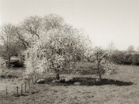 Schafe unter Blüten  Fuji GS 645 S prof.WIDE 60, KODAK 400TX@200  - 14.04.2025 -