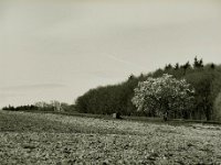 Blühender Baum am Hang  Pentax 645N, SMC FA 2.8/150, Rollei RPX 100@100