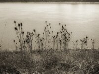 Filigrane Stauden  Fuji GW 690 III, KODAK 400TX  - 19.04.2025 -