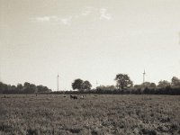 Weidelandschaft  Fuji GS645S professional,  Rollei RPX 100 : Landschaft, Windräder, Kühe, Weide