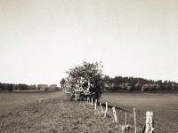 Weideland am Deich bei Bislich  Fuji GS645S professional,  Rollei RPX 100 : Landschaft, Weide, Busch, Weidenzaun, Blüten, Landwirtschaft, Deich