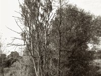 Abgestorben  Pentax 645N, SMC FA 2.8/75, ADOX CHS100 II   - 06.09.2024 -