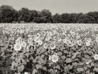 Sonnenblumenfeld  Pentax 67II, SMC 2.4/105, Gelbfilter, KODAK TRI-X400@250   - 21.09.2024 -