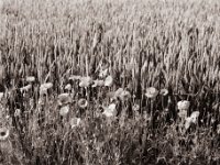 Mohnblumen am Weizenfeld  Pentax 67II, SMC 2.4/105, Bergger Pancro 400@200  - 03.06.2022 -